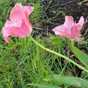 Meet your Posher, Sonia